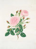 Rose provinciale - Mary Lawrance — vista dell’opera