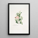 Rosa rubiginosa - Mary Lawrance — quadro incorniciato alla parete