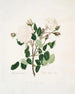 Bianco provinciale - Mary Lawrance — vista dell’opera