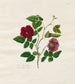 Rose di Cina scura - Mary Lawrence — vista dell’opera