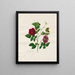 Rose di Cina scura - Mary Lawrence — quadro incorniciato alla parete