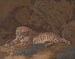 Tigre - Mary Linwood — vista dell’opera