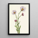Vergerette d'Alaska Erigeron salsuginosus - Mary Vaux Walcott — quadro incorniciato alla parete