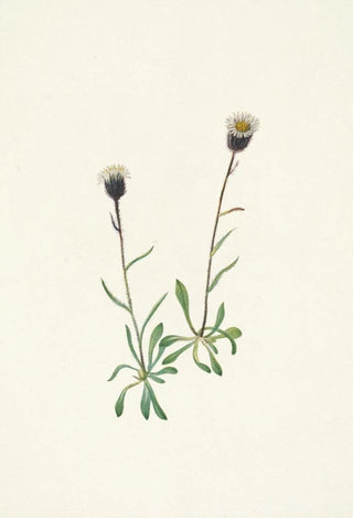 Mary Vaux Walcott - Aleutian Fleabane Erigeron unalaschensis.webp