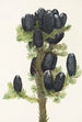 Sapin subalpin Abies lasiocarpa - Mary Vaux Walcott — vista dell’opera