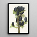 Sapin subalpin Abies lasiocarpa - Mary Vaux Walcott — quadro incorniciato alla parete
