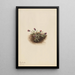 Vergerette alpine Erigeron unalaschcensis - Mary Vaux Walcott — quadro incorniciato alla parete
