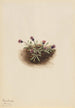 Vergerette alpine Erigeron unalaschcensis - Mary Vaux Walcott — vista dell’opera