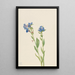 Myosotis des Alpes Myosotis alpestris - Mary Vaux Walcott — quadro incorniciato alla parete