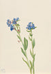 Myosotis des Alpes Myosotis alpestris - Mary Vaux Walcott — vista dell’opera