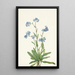 Myosotis des Alpes Myosotis alpestris - Mary Vaux Walcott — quadro incorniciato alla parete