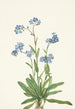 Myosotis des Alpes Myosotis alpestris - Mary Vaux Walcott — vista dell’opera