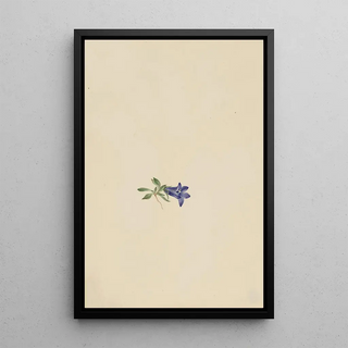 Mary Vaux Walcott - Alpine Harebell.webp