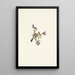 Fleur d'oxytropis alpine Oxytropis podocarpa - Mary Vaux Walcott — quadro incorniciato alla parete