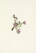 Fleur d'oxytropis alpine Oxytropis podocarpa - Mary Vaux Walcott — vista dell’opera
