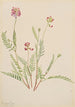Vesce alpine Astragalus bourgovii - Mary Vaux Walcott — vista dell’opera