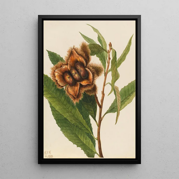 Mary Vaux Walcott - American Chestnut Castanea dentata.webp