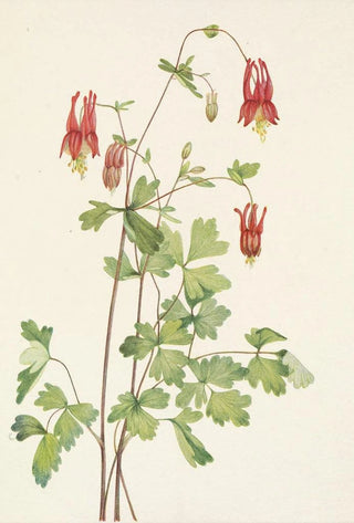 Mary Vaux Walcott - American Columbine Aquilegia canadensis.webp