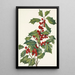 Houx américain Ilex opaca - Mary Vaux Walcott — quadro incorniciato alla parete