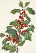 Houx américain Ilex opaca - Mary Vaux Walcott — vista dell’opera