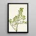 Gui americano Phoradendron flavescens - Mary Vaux Walcott — quadro incorniciato alla parete