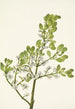 Gui americano Phoradendron flavescens - Mary Vaux Walcott — vista dell’opera