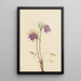 Anémone pulsatille americana Pulsatilla ludoviciana - Mary Vaux Walcott — quadro incorniciato alla parete