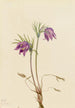 Anémone pulsatille americana Pulsatilla ludoviciana - Mary Vaux Walcott — vista dell’opera