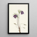 Fleur de pulsatille americana Pulsatilla ludoviciana - Mary Vaux Walcott — quadro incorniciato alla parete