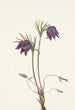 Fleur de pulsatille americana Pulsatilla ludoviciana - Mary Vaux Walcott — vista dell’opera