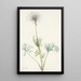 Fruit de pulsatille americana Pulsatilla ludoviciana - Mary Vaux Walcott — quadro incorniciato alla parete