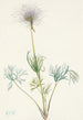 Fruit de pulsatille americana Pulsatilla ludoviciana - Mary Vaux Walcott — vista dell’opera