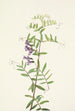Vesce americana Vicia americana - Mary Vaux Walcott — vista dell’opera