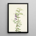 Vesce americana Vicia americana - Mary Vaux Walcott — quadro incorniciato alla parete