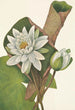 Nénuphar americano Castalia odorata - Mary Vaux Walcott — vista dell’opera