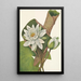 Nénuphar americano Castalia odorata - Mary Vaux Walcott — quadro incorniciato alla parete