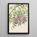 Glycine americana Kraunhia frutescens - Mary Vaux Walcott — quadro incorniciato alla parete