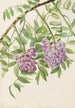 Glycine americana Kraunhia frutescens - Mary Vaux Walcott — vista dell’opera