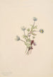 Anémone Anemone drummondii - Mary Vaux Walcott — vista dell’opera