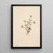 Anémone Anemone drummondii - Mary Vaux Walcott — quadro incorniciato alla parete