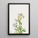 Anémone Anemone zephyra - Mary Vaux Walcott — quadro incorniciato alla parete