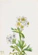 Anémone Anemone zephyra - Mary Vaux Walcott — vista dell’opera
