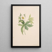 Anémone del Canada Anemone canadensis - Mary Vaux Walcott — quadro incorniciato alla parete