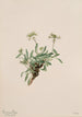 Arabis drummondii - Mary Vaux Walcott — vista dell’opera