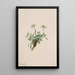 Arabis drummondii - Mary Vaux Walcott — quadro incorniciato alla parete