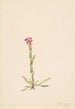 Arabis lyallii - Mary Vaux Walcott — vista dell’opera