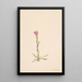 Arabis lyallii - Mary Vaux Walcott — quadro incorniciato alla parete