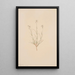 Arenaria formosa - Mary Vaux Walcott — quadro incorniciato alla parete