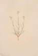 Arenaria formosa - Mary Vaux Walcott — vista dell’opera