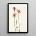 Aréthuse Arethusa bulbosa - Mary Vaux Walcott — quadro incorniciato alla parete